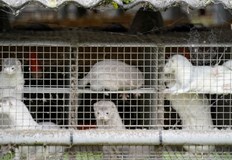 Причината е вредата върху биоразнообразиетоЗабраняват се вносът и развъждането на