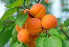 Природата е против нас категоричен е Мирослав ЧерниковОвощари предвиждат изкореняване