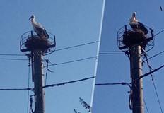 Гнездото беше поставено преди няколко дни в съществуваща платформа на