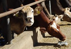 Ситуацията в сектор Животновъдство не е критична а е катастрофалнаБраншовите