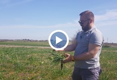 Едно поле микс от 8 покривни култури и развитието им