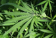 Снощи при специализирана полицейска операция за противодействие на разпространението на