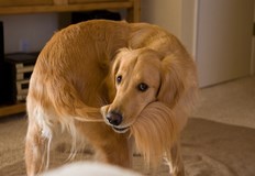 Вероятно се забавлявате с домашния си любимец докато той гони