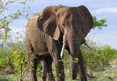 Слонът последва Себастиан и го стъпка което доведе до смъртта