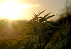 415 000 растения коноп за близо 100 милиона евро са