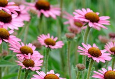 Ехинацеята е цъфтящо растение от семейството на маргаритките и е често