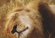 Сготвил го и го изялЖител на град Иганга в Източна