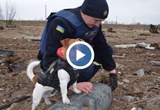 Кучето носи военна защитна жилеткаКучето Патрон е член на Държавната