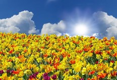 Утре ще е слънчево с разкъсана висока облачностТова съобщи за дежурният