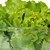 Как да съживим увехналата зелена салата