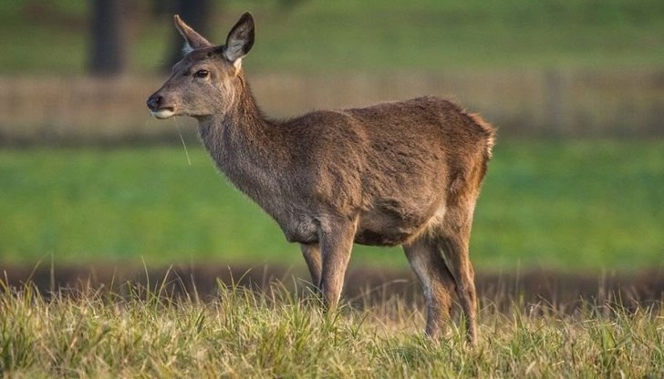 По случая е образувано досъдебно производство