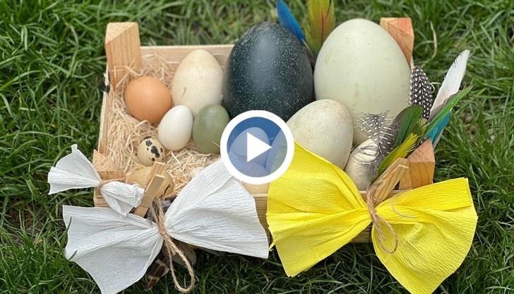 Колекцията е съставена от голям брой яйца с различен размер и окраска, съобщи Елеонора Дъбова, управител на зоопарка