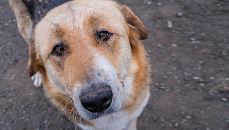 Хора от града разказаха, че на животните се подхвърлят филии, напоени с антифриз