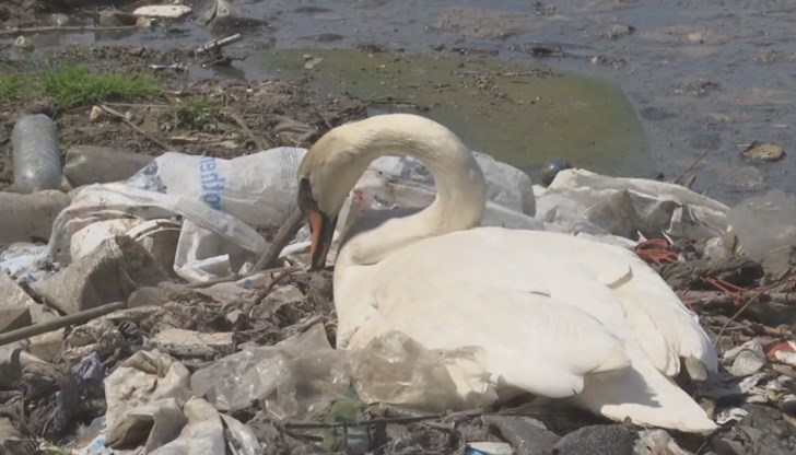 Малките лебеди ще се излюпят в свят от боклук. И ще бъдат принудени да се научат да плуват в мръсна вода. Тази част на река Дунав е една от най-замърсените в Европа