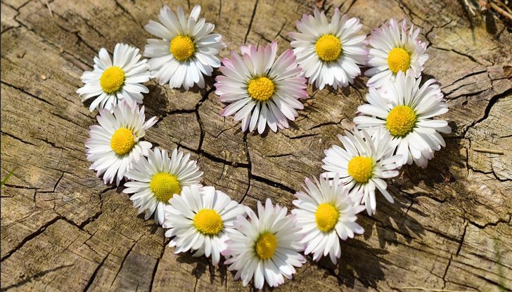 Най-много са дамите, които носят името Росица