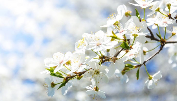 Минималните температури ще са между 1° и 6°, в отделни котловини малко по-ниски