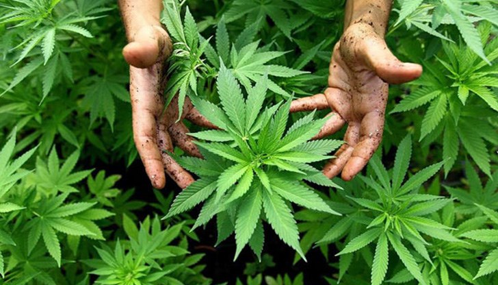 Земеделци прехвърлят полетата си в Румъния