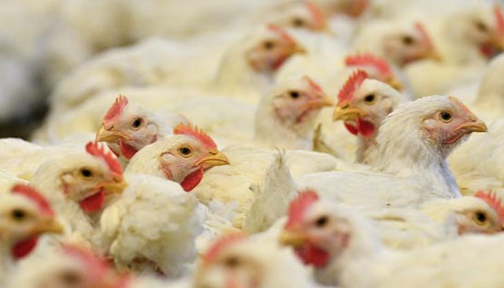 БАБХ установи Инфлуенца А в обект за отглеждане на кокошки носачки