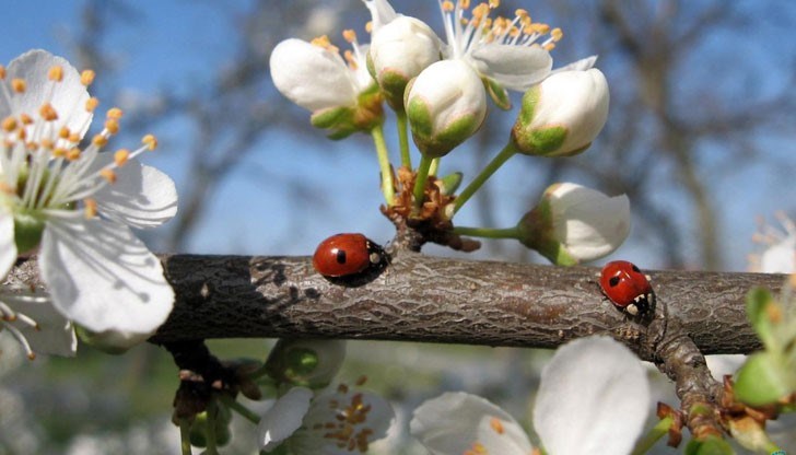 От сряда нататък термометрите ще гонят пролетни стойности около и над 20 градуса От сряда нататък термометрите ще гонят пролетни стойности около и над 20 градуса