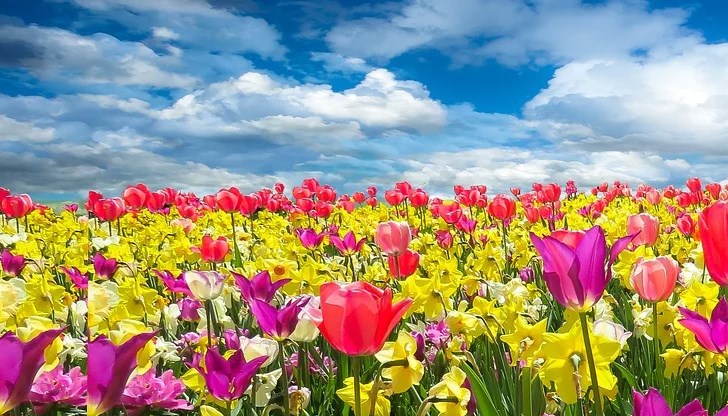 В Южна България в четвъртък ще има валежи, но след това – чак до следващата събота ни очаква топло и слънчево време, наднормено за тази част от годината В Южна България в четвъртък ще има валежи, но след това – чак до следващата събота ни очаква топло и слънчево време, наднормено за тази част от годината