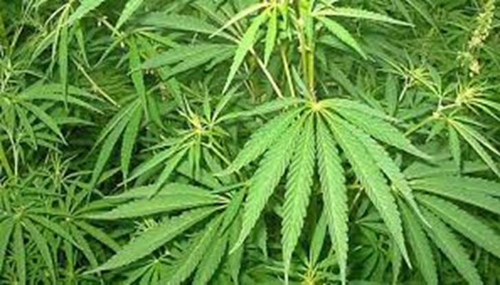 Законопроектът за индустриалния коноп е подкрепен от нестандартна коалиция – „Има такъв народ“, „Продължаваме промяната“, „Демократична България“ и „Възраждане“ Законопроектът за индустриалния коноп е подкрепен от нестандартна коалиция – „Има такъв народ“, „Продължаваме промяната“, „Демократична България“ и „Възраждане“