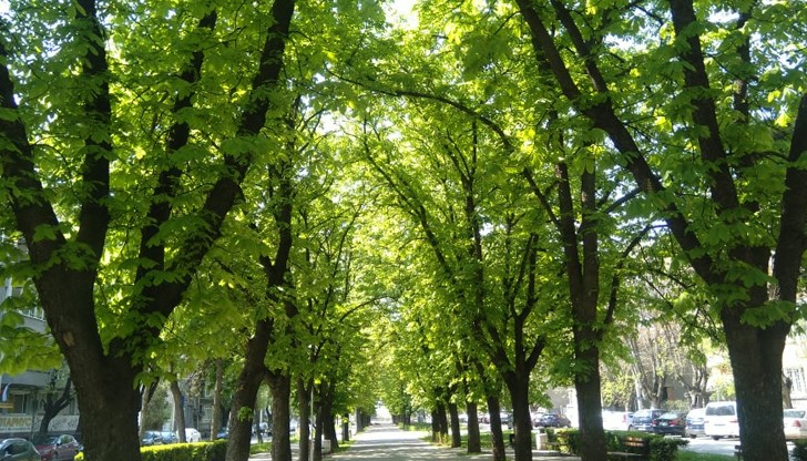 Очакваните максимални температури ще са между 18 - 21°С. Най-високи ще са те в Горнотракийската низина и района на Русе - до 22 - 23°С Очакваните максимални температури ще са между 18 - 21°С. Най-високи ще са те в Горнотракийската низина и района на Русе - до 22 - 23°С