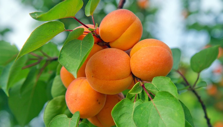 „Природата е против нас!“, категоричен е Мирослав Черников