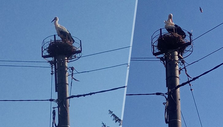 Гнездото беше поставено преди няколко дни в съществуваща платформа на стълб със съдействието на електромонтьори
