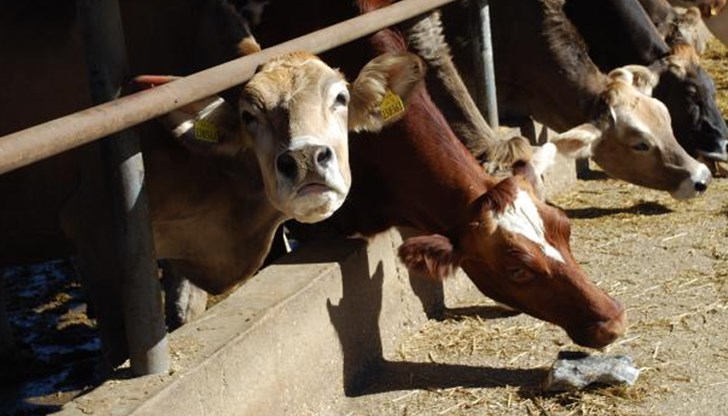 50% от фермите фалират, животновъди искат оставки в МЗХ
