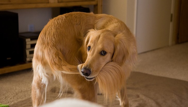 Понякога подобно поведение е не повод за забавление, а за тревога Понякога подобно поведение е не повод за забавление, а за тревога