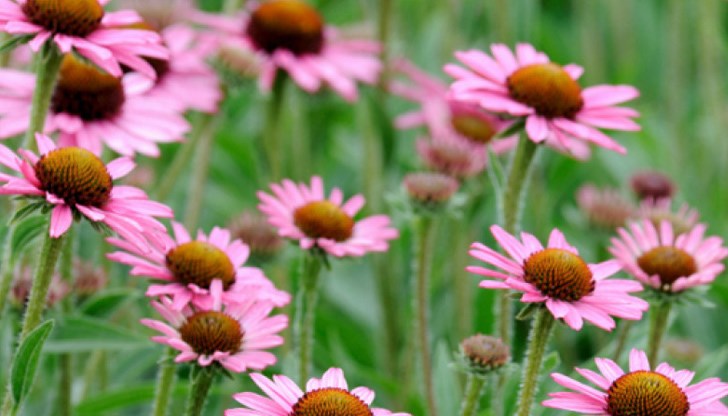 Ехинацеята може да помогне за укрепване на имунната система