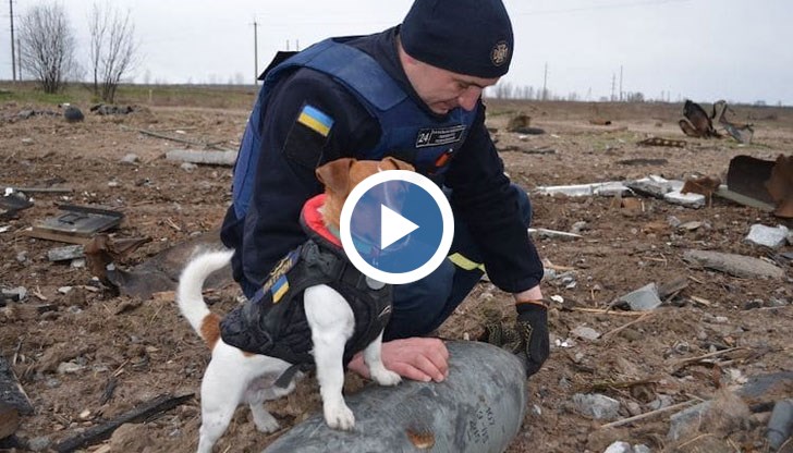 Кучето носи военна защитна жилетка