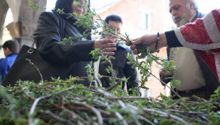 Смята се, че върбата е най-мощният защитник от злото и болестта