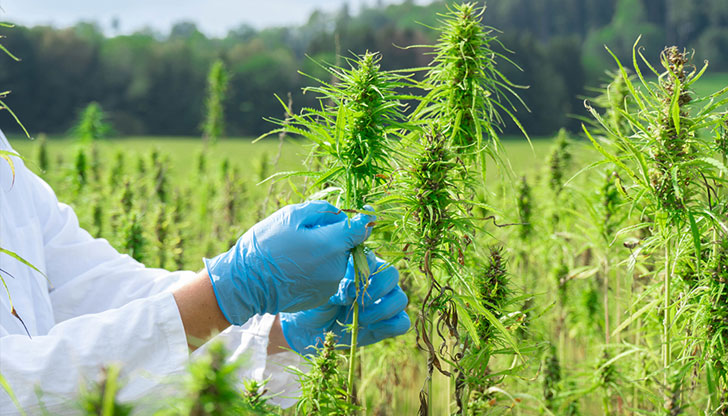 Абсорбира въглероден диоксид, помага на почвата и има предимства пред