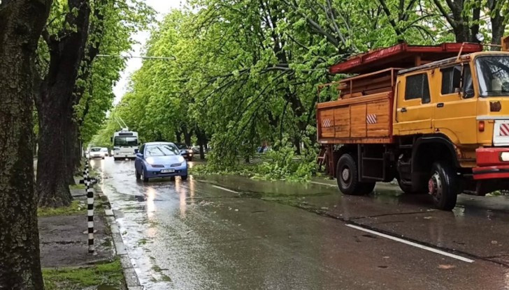 Клон на голямо дърво се прекърши на улица "Плиска" в