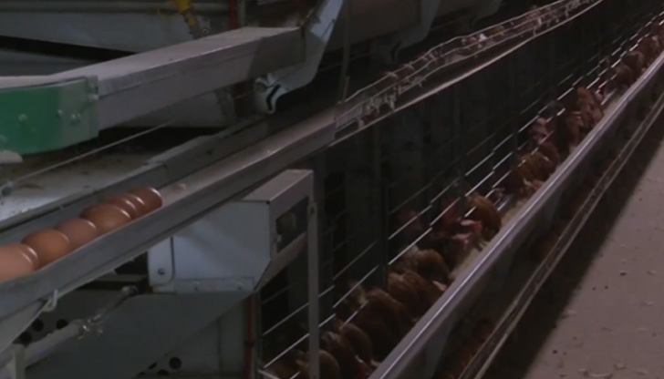 Птицевъди настояват за подкрепа от държавата и заплашват с протести,