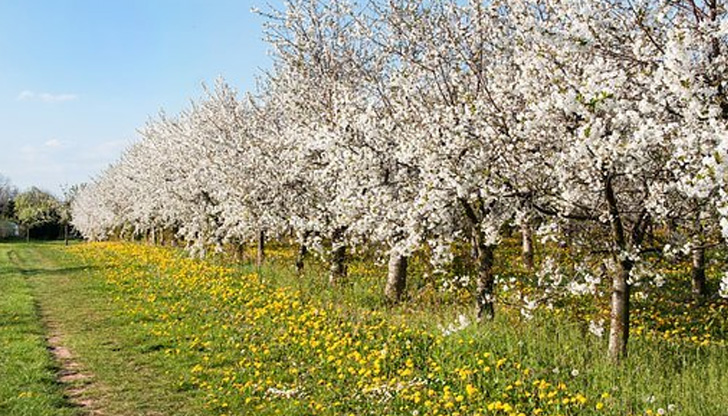 Най-важното за богатото плододаване на черешата е добрата почва.Тази култура