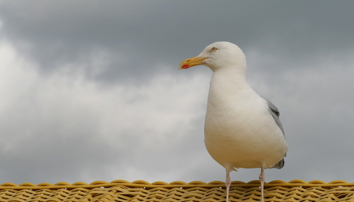 През следващото денонощие облачността над страната ще е разкъсана, предимно