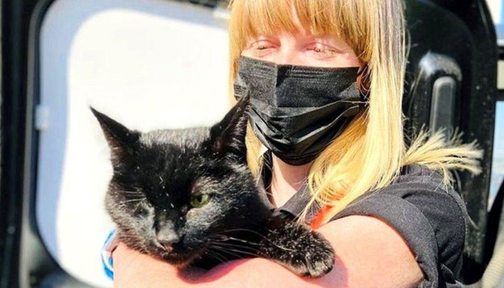 Отдавна изгубен домашен котарак се върна отново при собственика си