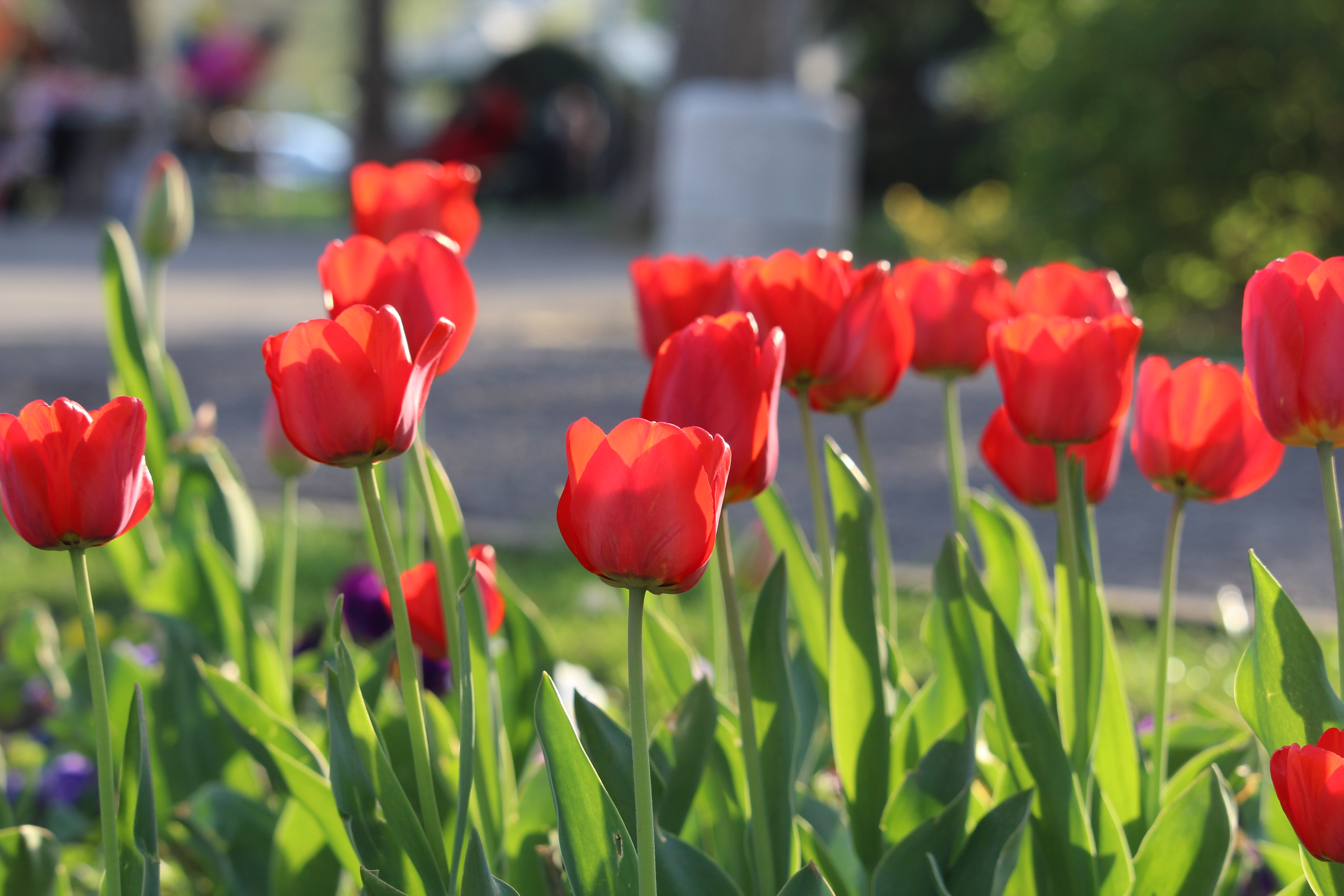 Заоблачаване се очаква късно след обяд над западните райониПрез нощта