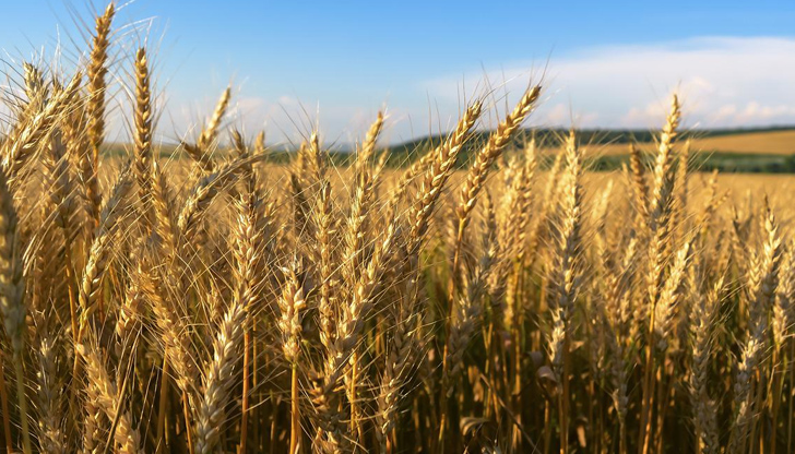 Преди войната Украйна бе един от най-големите производители на пшеница