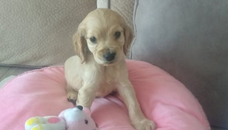 Проучване потвърди това, което много от любителите на кучета знаят