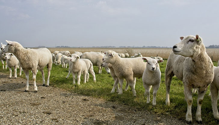 Към момента се продават агнета в ценовия диапазон между 8