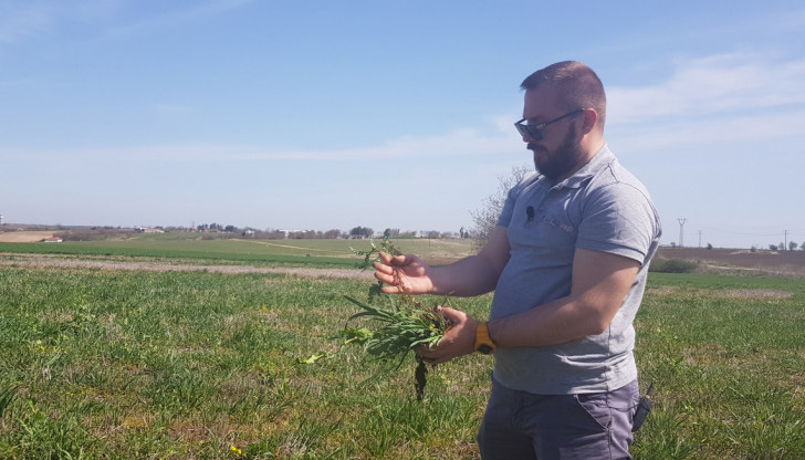 Едно поле, микс от 8 покривни култури и развитието им