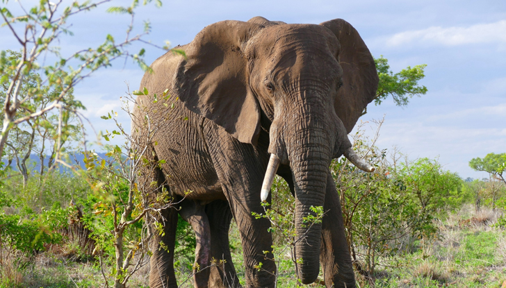 Слонът последва Себастиан и го стъпка, което доведе до смъртта