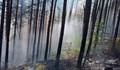 Голям пожар гори край Добринище