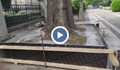 Община Русе за бетонираното дърво: Покрито е с циментово мляко, което после ще бъде премахнато