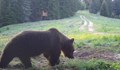 Мечка се разходи из Чепеларе, не я стреснаха нито пиратки, нито кучета