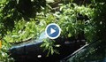 Дърво се разцепи и падна върху паркирани коли в Пловдив