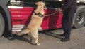Специално обучено куче открива контрабандни цигари на „Капитан Андреево“